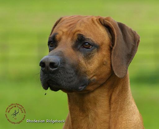 Rhodesian Ridgeback 9M042D-24.JPG